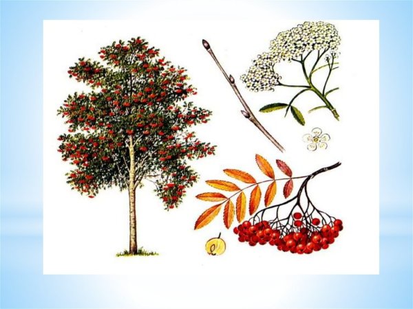 Рябина осенью