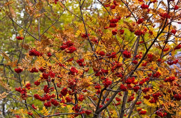Рябина дерево осень