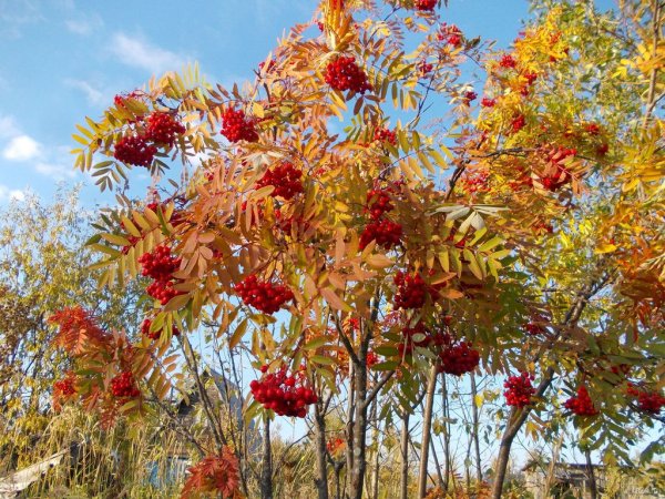 Осенняя рябина дерево