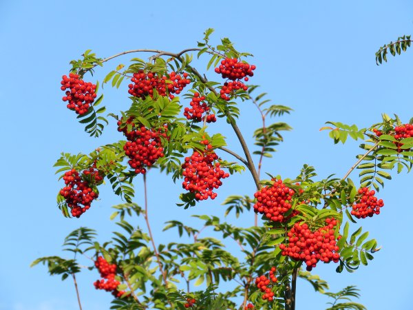 Рябина обыкновенная гроздь