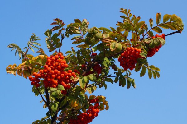 Рябина Гранатная дуболистная