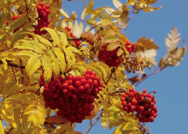 Рябина в сентябре