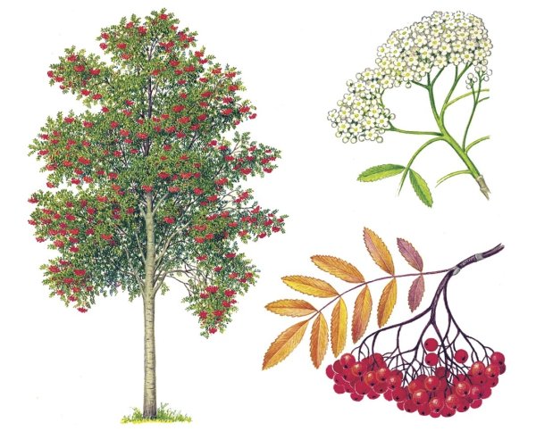 Sorbus aucuparia побег