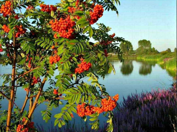 Куст куст рябины Ион Суручану