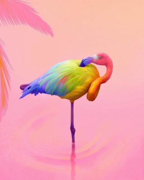 Милые Фламинго