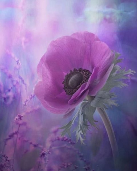 Картина в розово фиолетовых тонах