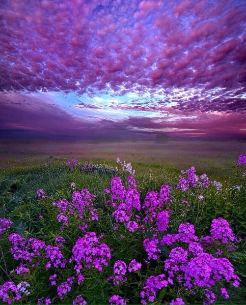 Розовые и сиреневые цветы