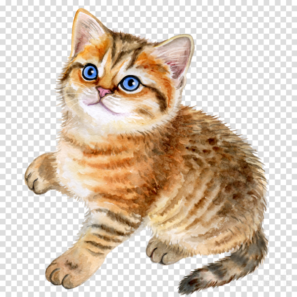 Кошка на прозрачном фоне