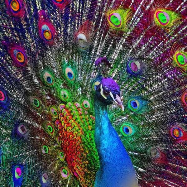 Яркие Павлины