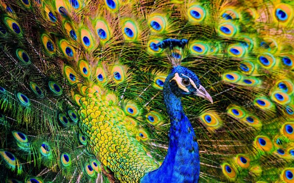 Павлин павлиний хвост