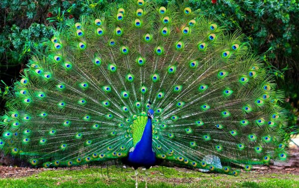 Обыкновенный Павлин Черноплечий