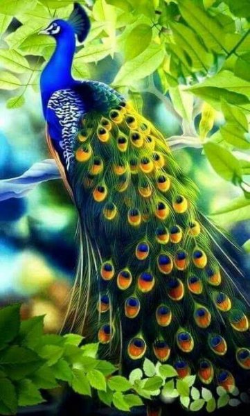 Сказочный Павлин