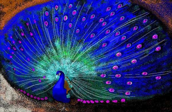 Обыкновенный Павлин Черноплечий