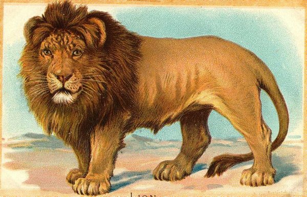 Лев иллюстрация