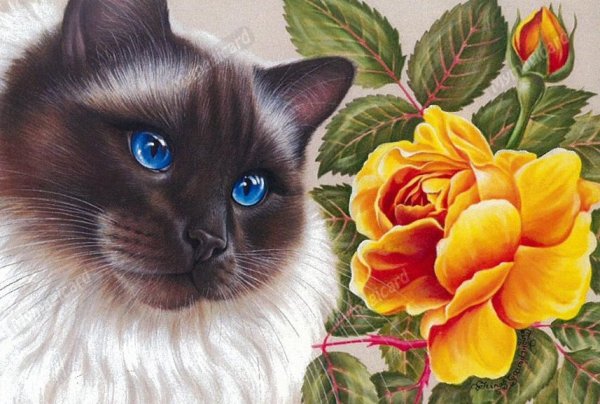 Кошки Ирины Гармашовой