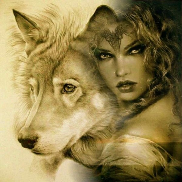 Красивый волк