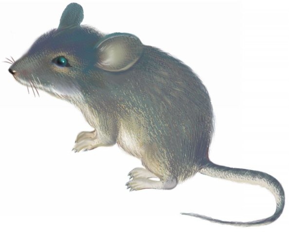 Мышка картинка для детей