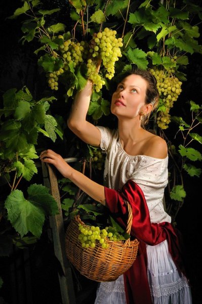 Девушка в винограднике