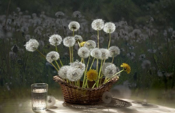 Букет одуванчиков