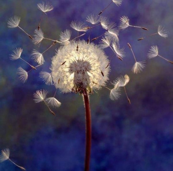 Rizza одуванчик