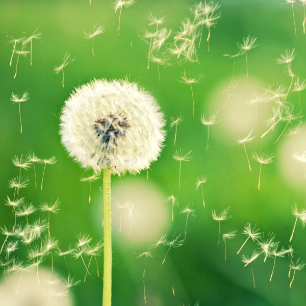 Одуванчик летит