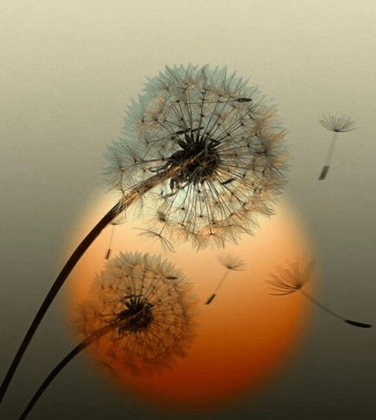 Одинокий одуванчик