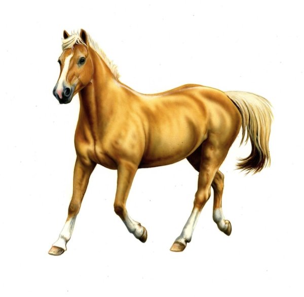 Лошадь рисунок для детей