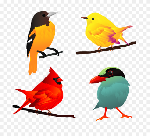 Разноцветные птицы для детей