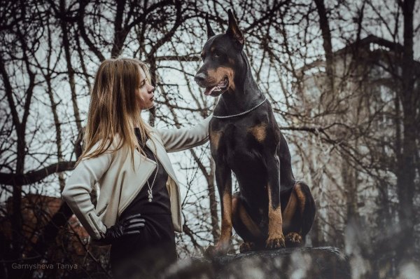 Доберман картина