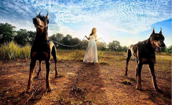 Фотосессия с доберманами и машиной