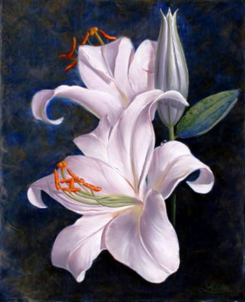 Лилия Пинтерест