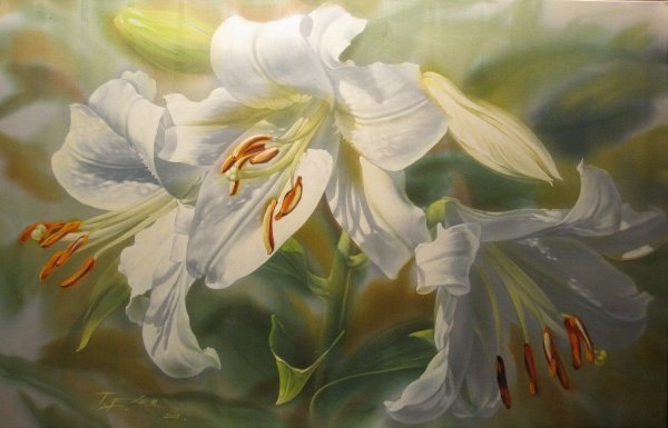 Лилия белоснежная-Lilium