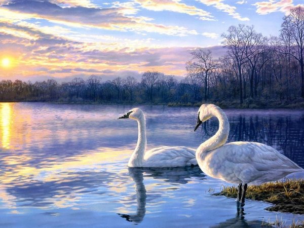 Лебеди на озере ВАНГОГВОМНЕ