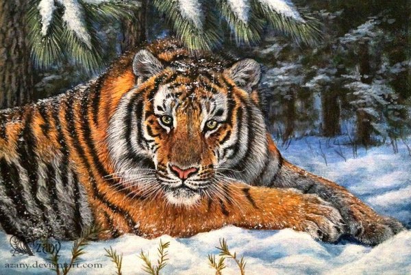 Тигр в тайге картина