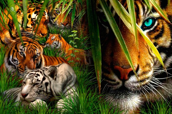 Пазлы природа тигры