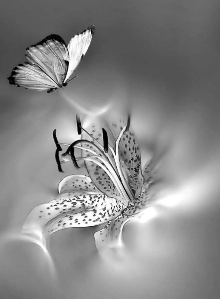 Бабочка черно белая