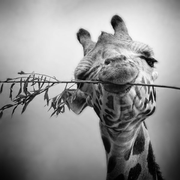 Белая абстракция