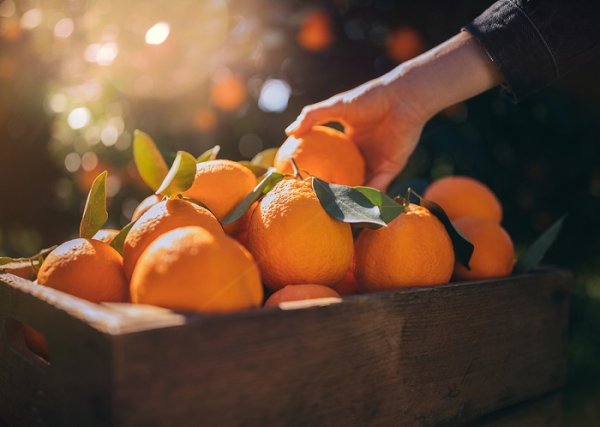 Девушка с мандаринами