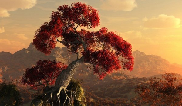 Дерево на скале