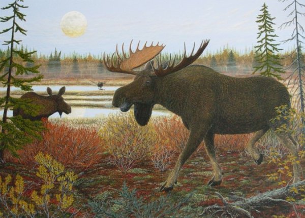 Лось для детей