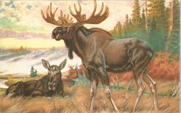 Картина Лось детская