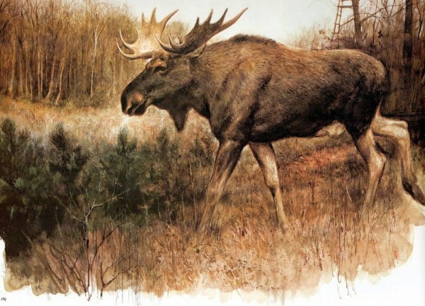 Лоси у художников- анималистов