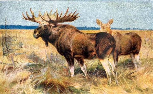 К К Флеров Бизон