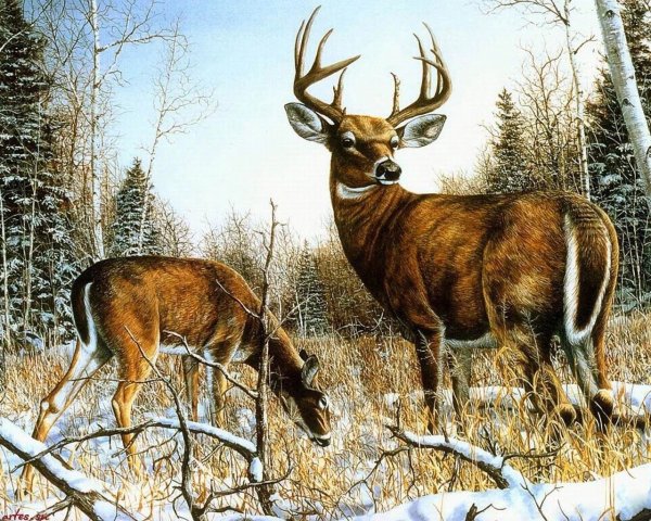 Картины с дикими животными