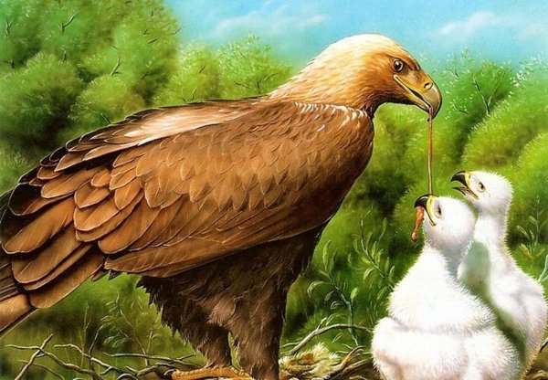Орел птица семья
