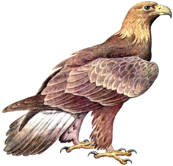 Орёл птица для детей