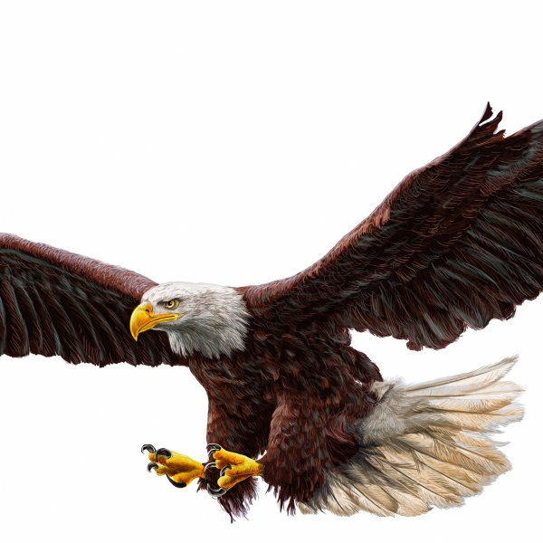 Белоголовый Орел вектор