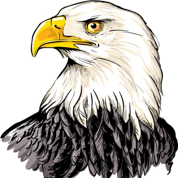 Белоголовый Орлан Векторная Графика