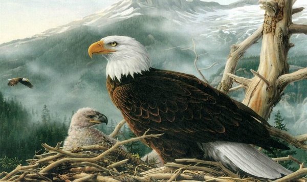 Орлица самка орла