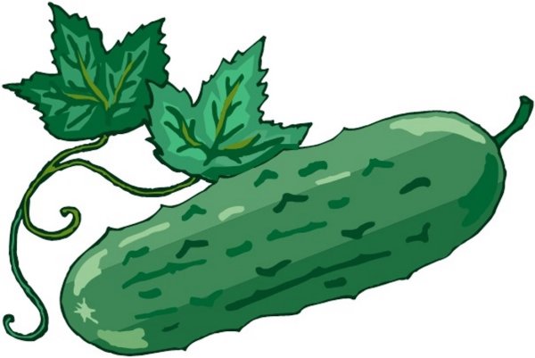 Огурец картинка